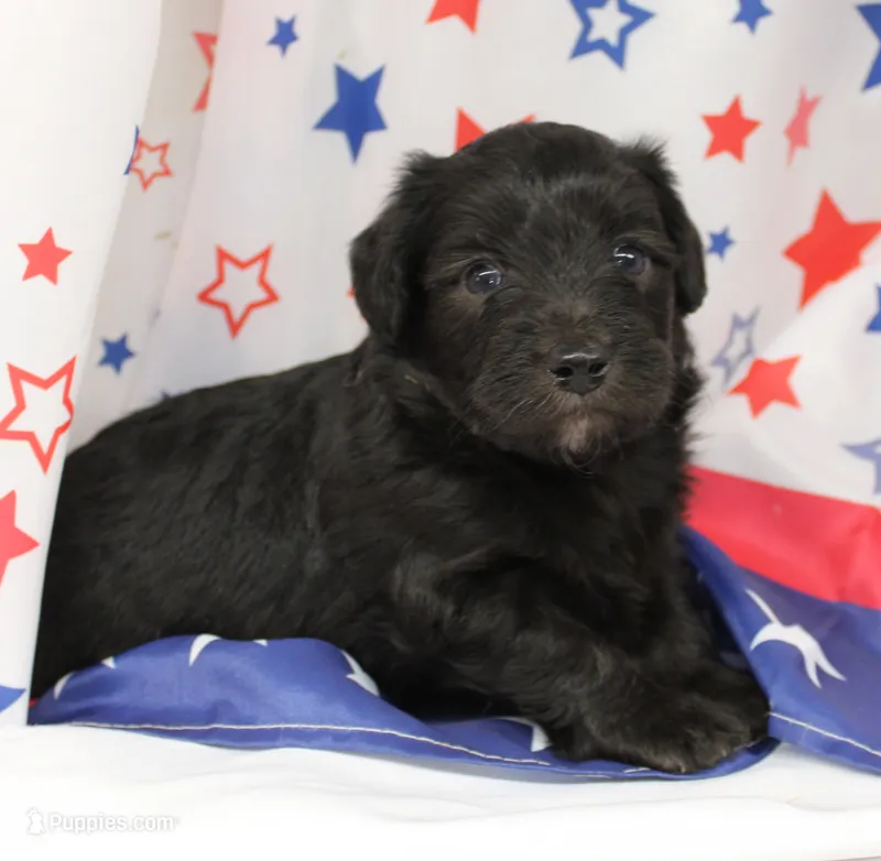 ROSCO-TOY AUSSIEDOODLE – Poodle - Toy , Toy Australian Shepherd puppy for sale in Bells, TX