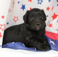 ROSCO-TOY AUSSIEDOODLE, a female Poodle - Toy  and Toy Australian Shepherd for sale in Bells, TX – 1 of 3