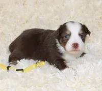TILLY-ASDR BLUE EYES, a female Miniature Australian Shepherd and Toy Australian Shepherd for sale in Bells, TX – 4 of 5