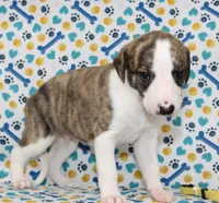 ZUKE-AKC, a female Whippet for sale in Bells, TX – 4 of 6