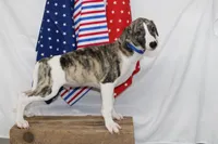 CHASE-AKC, a male Whippet for sale in Bells, TX – 9 of 10