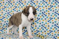ZUKE-AKC, a female Whippet for sale in Bells, TX – 5 of 6