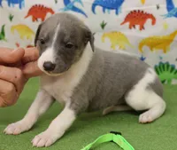 processed/f747d14b-a878-46fe-9ce7-210efab35373/listing/33ea8dfc-6c92-477f-9dd4-84b0d665f376/880a5930-e9a6-4f2e-bbea-e0421e749aed