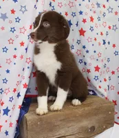 EMBER, a female Toy Australian Shepherd for sale in Bells, TX – 3 of 10