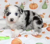 TOY AUSSIE RYDER CASH-ASDR, a male Toy Australian Shepherd for sale in Bells, TX – 3 of 6
