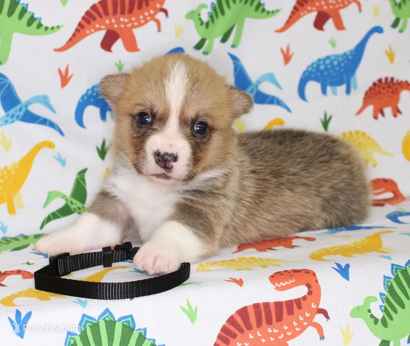 HUCK – Pembroke Welsh Corgi puppy for sale in Bells, TX