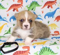 HUCK, a male Pembroke Welsh Corgi for sale in Bells, TX – Photo 4 of 5