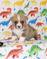 HUCK, a male Pembroke Welsh Corgi for sale in Bells, TX – Photo 2 of 5