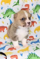 HUCK, a male Pembroke Welsh Corgi for sale in Bells, TX – Photo 3 of 5