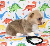 HUCK, a male Pembroke Welsh Corgi for sale in Bells, TX – Photo 5 of 5