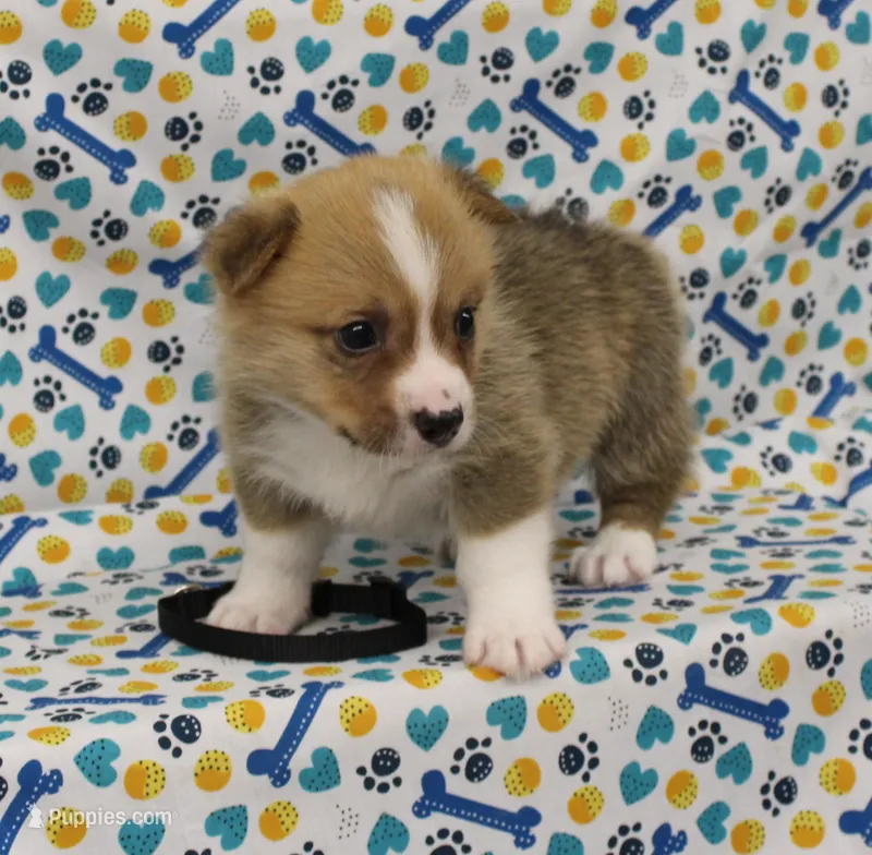 HUCK – Pembroke Welsh Corgi puppy for sale in Bells, TX