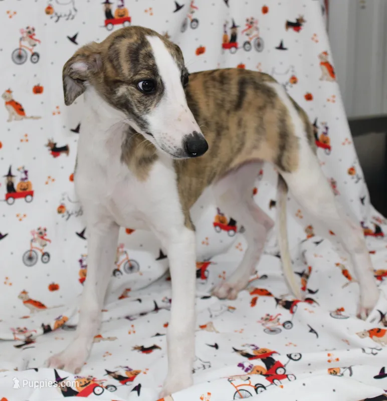 ZUKE-AKC – Whippet puppy for sale in Bells, TX