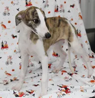ZUKE-AKC, a male Whippet for sale in Bells, TX – 4 of 5