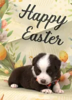 BOONE-TOY ASDR, a male Toy Australian Shepherd for sale in Bells, TX – Photo 4 of 10