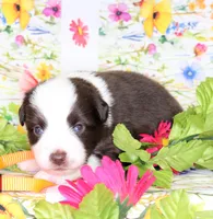 BOONE-ASDR, a female Toy Australian Shepherd for sale in Bells, TX – Photo 3 of 5
