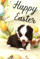 BOONE-TOY ASDR, a male Toy Australian Shepherd for sale in Bells, TX – Photo 5 of 10