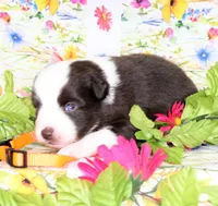 BOONE-ASDR, a female Toy Australian Shepherd for sale in Bells, TX – Photo 4 of 5