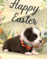 BOONE-TOY ASDR, a male Toy Australian Shepherd for sale in Bells, TX – Photo 3 of 10