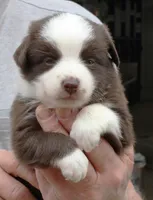 BOONE-TOY ASDR, a male Toy Australian Shepherd for sale in Bells, TX – Photo 1 of 10
