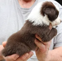 BOONE-TOY ASDR, a male Toy Australian Shepherd for sale in Bells, TX – Photo 2 of 10