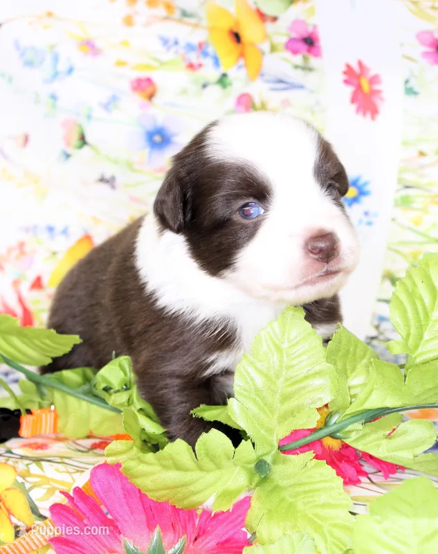 BOONE-ASDR – Toy Australian Shepherd puppy for sale in Bells, TX