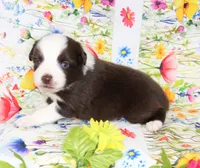 BOONE-ASDR, a female Toy Australian Shepherd for sale in Bells, TX – Photo 2 of 5