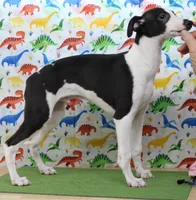FIREWORK-AKC PENDING, a male Whippet for sale in Bells, TX – Photo 4 of 9