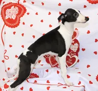 FIREWORK-AKC PENDING, a male Whippet for sale in Bells, TX – Photo 9 of 9