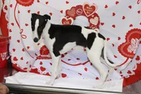 FIREWORK-AKC PENDING, a male Whippet for sale in Bells, TX – Photo 7 of 9