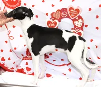 FIREWORK-AKC PENDING, a male Whippet for sale in Bells, TX – Photo 5 of 9