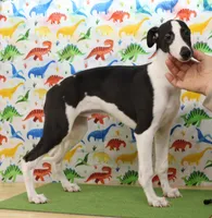 FIREWORK-AKC PENDING, a male Whippet for sale in Bells, TX – Photo 2 of 9