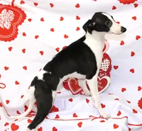 FIREWORK-AKC PENDING, a male Whippet for sale in Bells, TX – Photo 6 of 9