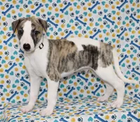 JACE-AKC, a male Whippet for sale in Bells, TX – 6 of 6
