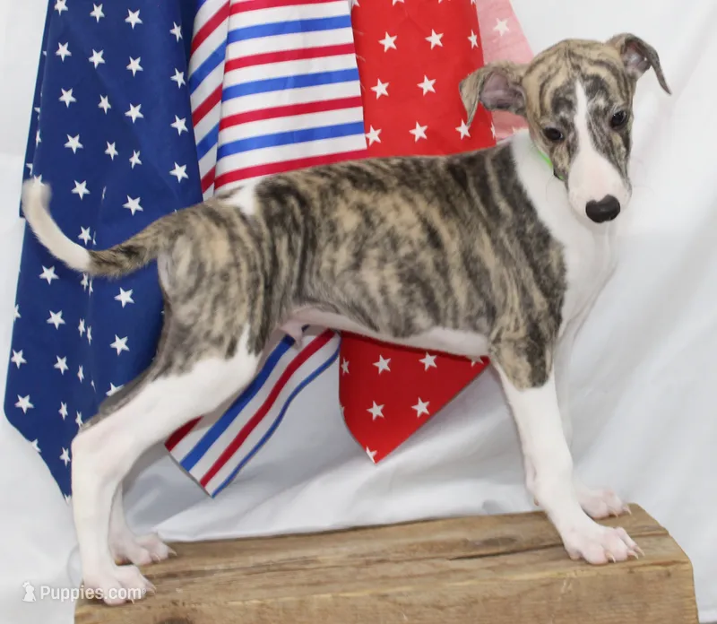 ACE-AKC – Whippet puppy for sale in Bells, TX