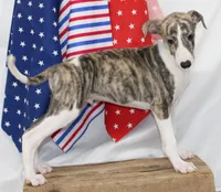 ACE-AKC, a male Whippet for sale in Bells, TX – 5 of 10