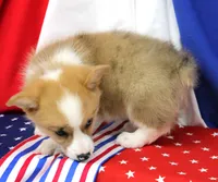 JULY-BLUE EYES , a male Pembroke Welsh Corgi for sale in Bells, TX – 10 of 10