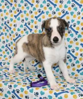 TORI-AKC, a female Whippet for sale in Bells, TX – 5 of 5