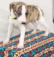ZUKE-AKC, a male Whippet for sale in Bells, TX – 9 of 10