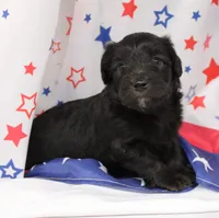 ROSCO-TOY AUSSIEDOODLE, a female Poodle - Toy  and Toy Australian Shepherd for sale in Bells, TX – 3 of 3