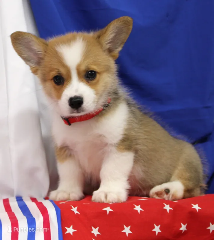 ROCKET – Pembroke Welsh Corgi puppy for sale in Bells, TX