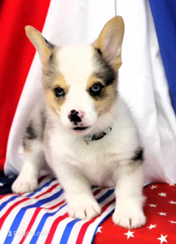 SPARKLER-BLUE EYES – Pembroke Welsh Corgi puppy for sale in Bells, TX