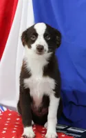 BOONE-TOY ASDR VACCINATIONS COMPLETE, a male Toy Australian Shepherd for sale in Bells, TX – 7 of 8