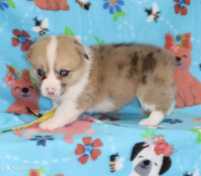 SPARKLER-BLUE EYES – Pembroke Welsh Corgi puppy for sale in Bells, TX