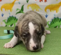 processed/f747d14b-a878-46fe-9ce7-210efab35373/listing/38c71163-d9c7-4dca-915a-9e2176b3a992/0599e8c1-3bdc-4f41-8c32-18b7aab43c84