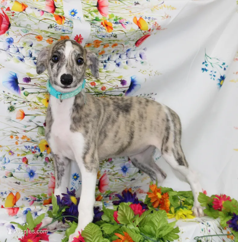GRACE-AKC – Whippet puppy for sale in Bells, TX