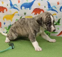 processed/f747d14b-a878-46fe-9ce7-210efab35373/listing/38c71163-d9c7-4dca-915a-9e2176b3a992/fb495d3b-eab2-4cf3-b236-9381d0e22883