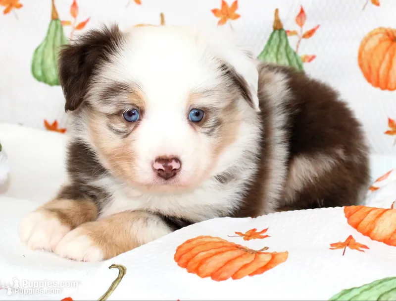 TOY ROWDY-ASDR BLUE EYES – Miniature Australian Shepherd, Toy Australian Shepherd puppy for sale in Bells, TX