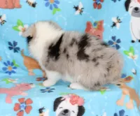 FREEDOM -BLUE EYES, a female Pembroke Welsh Corgi for sale in Bells, TX – 5 of 5