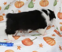 WINSTON, a female Pembroke Welsh Corgi for sale in Bells, TX – 2 of 6