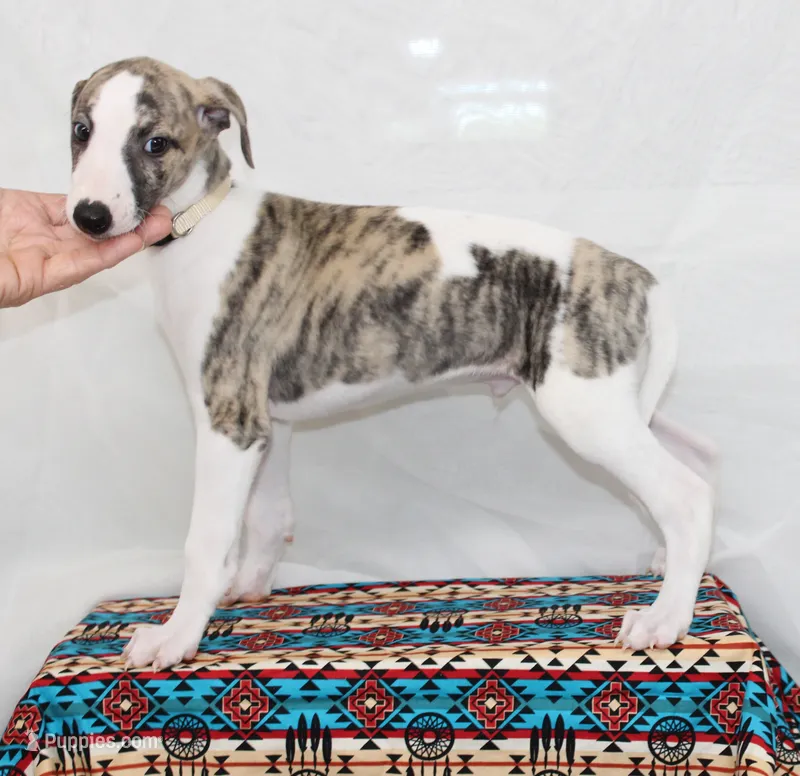 JACE-AKC – Whippet puppy for sale in Bells, TX